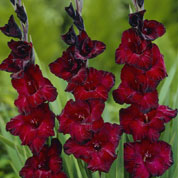 Gladiolo 'Black Surprise'